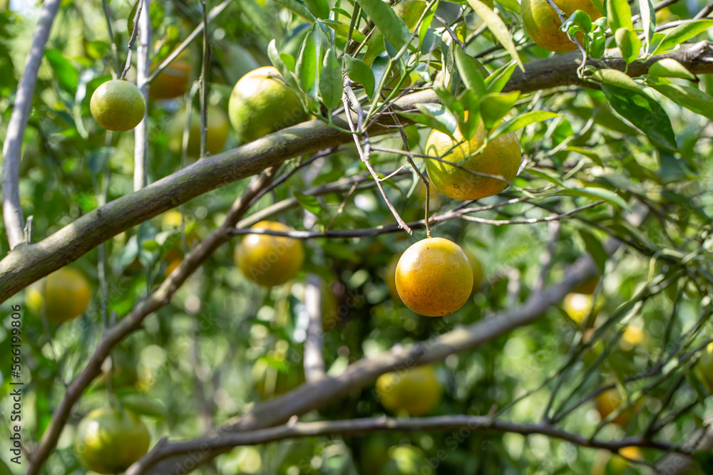 Ripe oranges in orange orchards are grown for agriculture.
