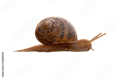 Lumaca