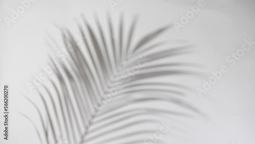 blur background motion of shadow palm leaf in the wind blowing overlay on white wall blur background, concepts summer.