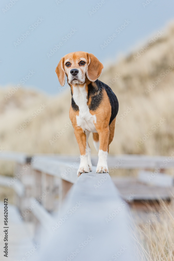 Hund am Meer, Beagle im Sommerurlaub Hund am Meer, Beagle im Sommerurlaub