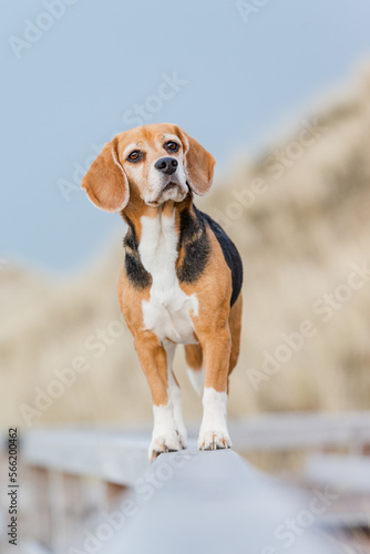 Hund am Meer, Beagle im Sommerurlaub