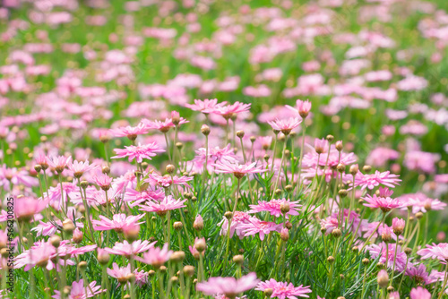 Pink Daisy flowers blooming in springtime, Spring flowers, Beautiful of Spring nature flora