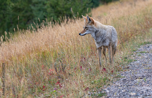 Beautiful wild Coyote on Spray Lakes Road in Kananaskis County of Alberta, Canada