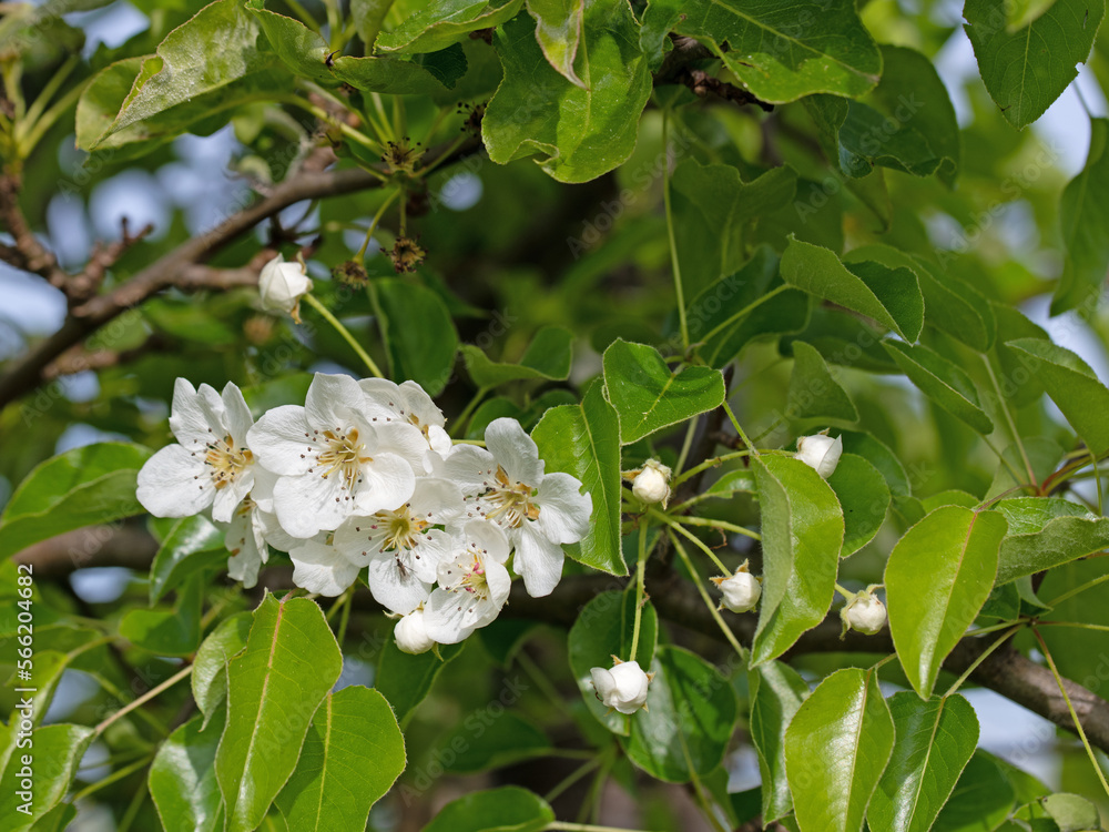 Fototapeta premium Blühende Birnen, Pyrus, im Frühling