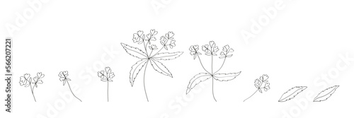 Set of linear botanical elements drawn in ink by hand Medicinal herbs madder Flowers leaves branches