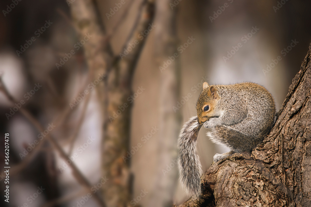 Close-up of squirrel biting tail while sitting on tree trunk Close-up of squirrel biting tail while sitting on tree trunk