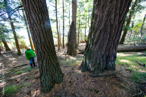 Wallpaper Mural Sylvania Wilderness Torontodigital.ca