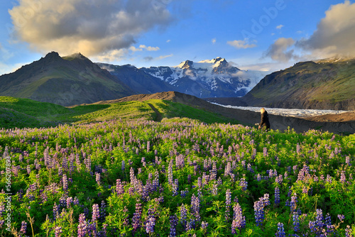 Wallpaper Mural Lupine fields covering old terminal moraines of Svinafellsjkull glacier, Iceland Torontodigital.ca