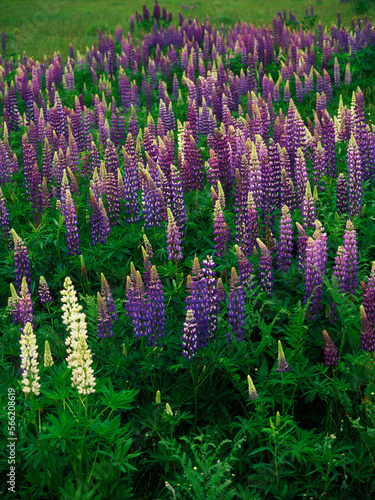 In a field of purple lupines (Lupinus perennis) a pair of white blooms stand out as irregulars in Rangeley, Maine. photo
