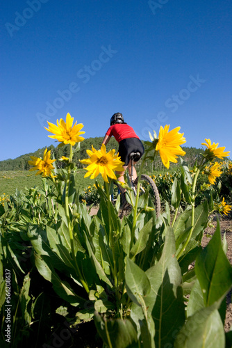 Woman mountain biking, Colorado. photo