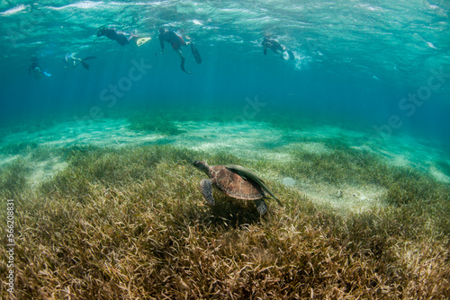 Group of snorkelers with turtle underwater off coast of Roatan Island reef, Honduras photo