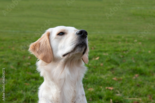 Portrait of a beautiful young golden retriever dog with green grass background, with copy space 