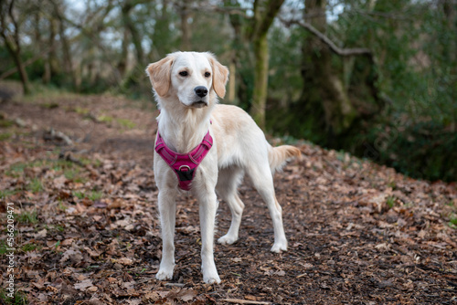 Young golden retriever dog on a dog walk in a woodland setting in winter
