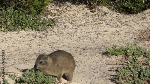 Rock Hyrax male scratch with penis revealed 
Cape of Good Hope, South Africa,2022
