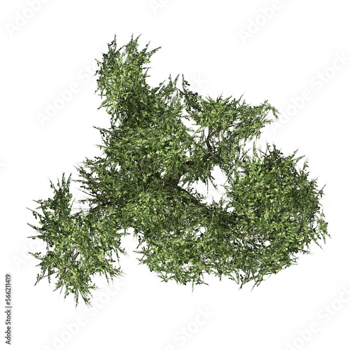 Acacia tree isolated on PNG transparent background - top view - use for architectural or garden design - 3D Illustration