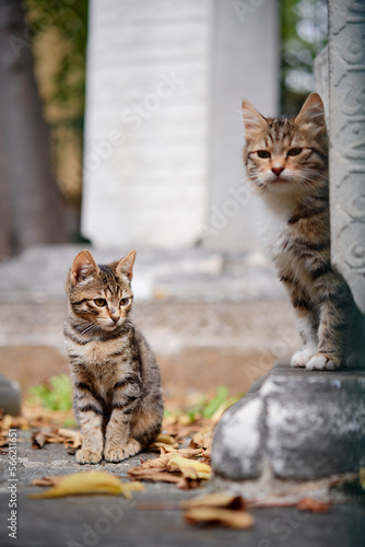 Fototapeta Naklejka Na Ścianę i Meble -  Outdoor portrait of small shorthair stripped cat.