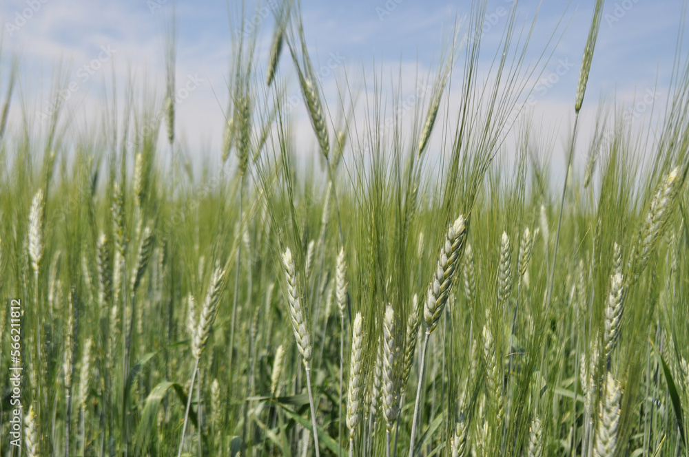 Ripe ears of grain in the field, harvesting, agriculture in natural conditions Ripe ears of grain in the field, harvesting, agriculture in natural conditions