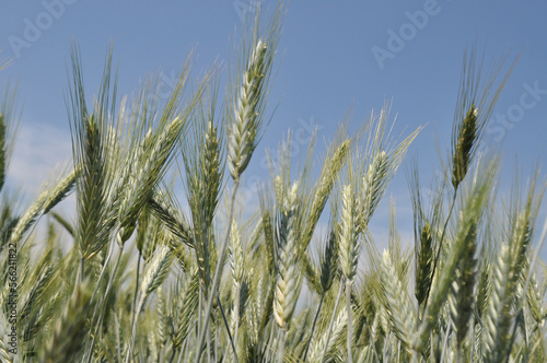 Ripe ears of grain in the field  harvesting  agriculture in natural conditions