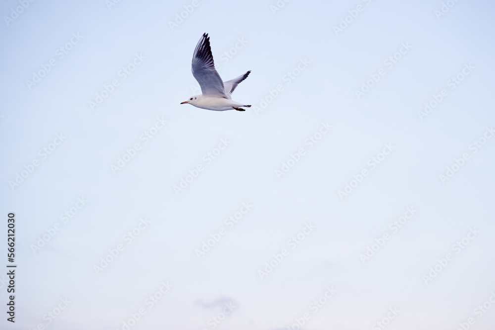 Obraz premium Large white seagulls fly against the sky