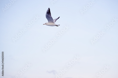 Large white seagulls fly against the sky