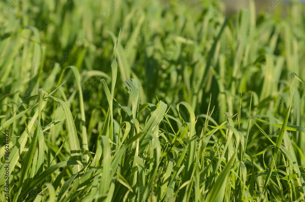 Green meadow, young fresh grass close up Green meadow, young fresh grass close up