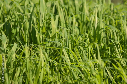 Green meadow, young fresh grass close up