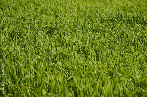 Green meadow, young fresh grass close up