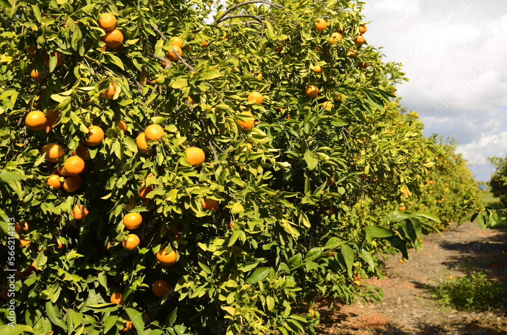 A branch with a ripe tangerine. Citrus orchard. Focus on one tangerine, trees with fruits in the background. farm plantation. Mandarin tree with fruits. Season of tangerines, citrus orchard. A bountif A branch with a ripe tangerine. Citrus orchard. Focus on one tangerine, trees with fruits in the background. farm plantation. Mandarin tree with fruits. Season of tangerines, citrus orchard. A bountif