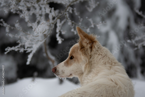 Un magnifique chien de race berger blanc suisse dans la neige en hiver