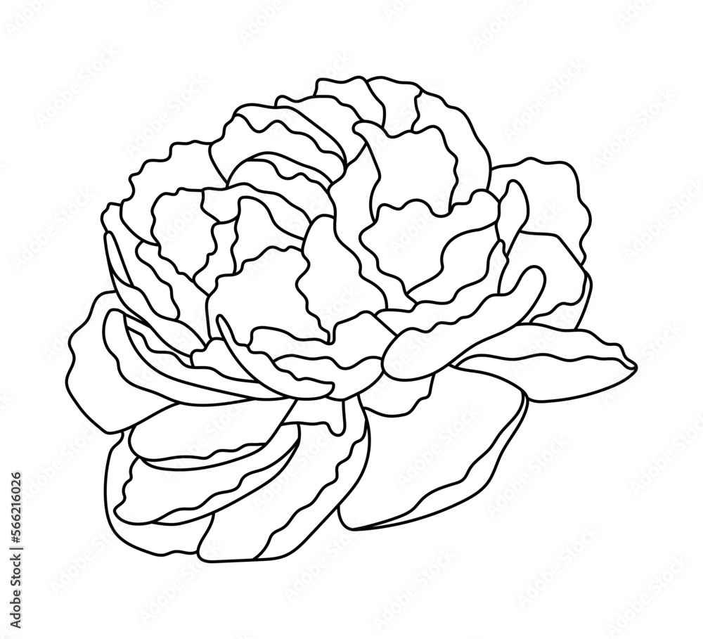 Vector sketch of peony, line art. Black contour, isolated on white. Vector sketch of peony, line art. Black contour, isolated on white.