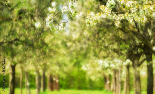 white flowering apple trees on blurred spring landscape background, empty idyllic nature scene with copy space