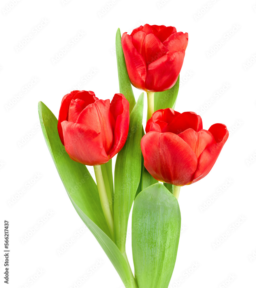 bouquet of three red tulips on a white isolated background bouquet of three red tulips on a white isolated background