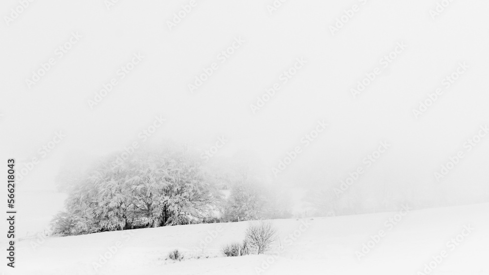 Obraz premium Arbre neige froid