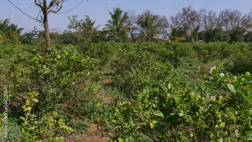 Panoramic view fields with a jasmine flower plantation in the background photo