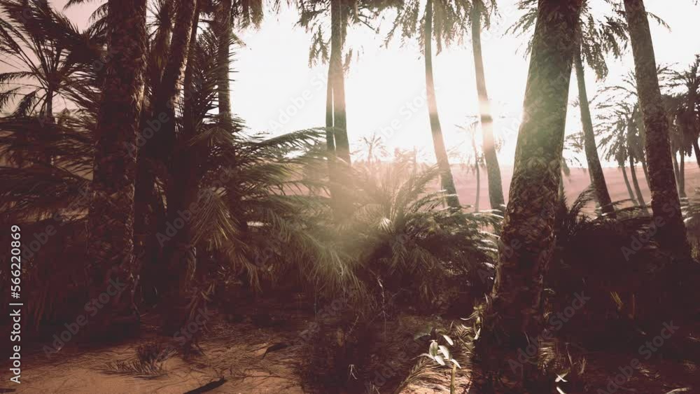 The Palms Oasis trail is one of many popular hikes in National Park The Palms Oasis trail is one of many popular hikes in National Park
