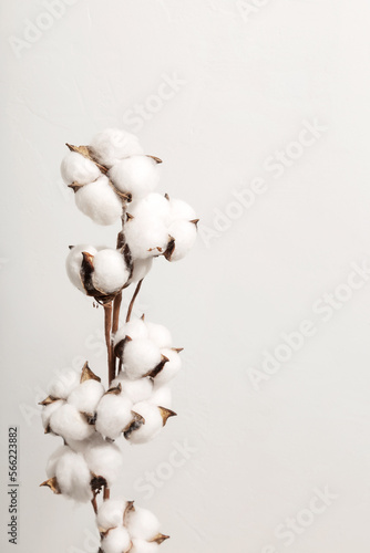 Cotton branch on gray background. Copy space