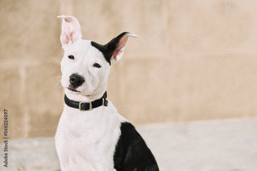 portrait of puppy dog sitting on the sidewalk looking at the camera