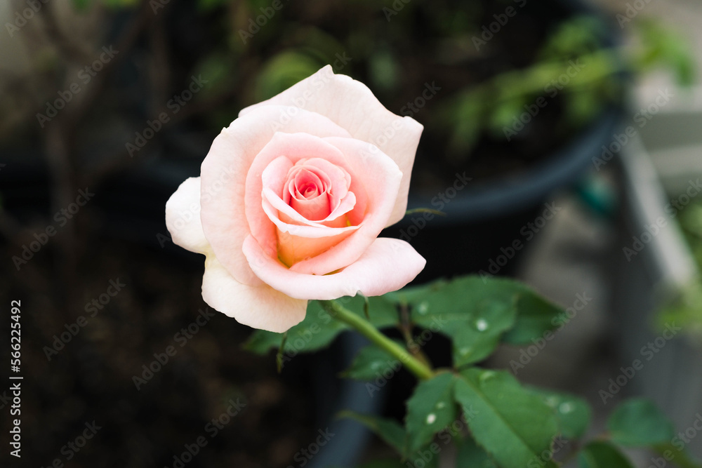 Beautiful one pink rose flower plant in the garden.