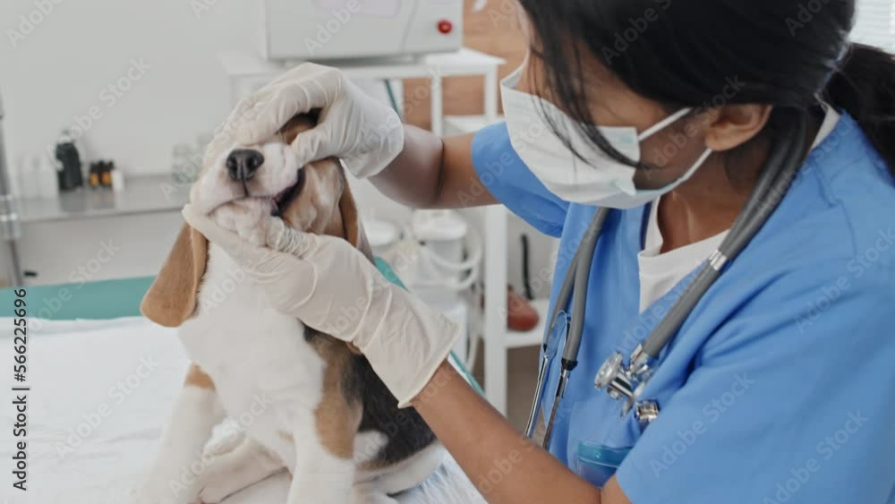 Medium close-up of veterinarian doctor in mask examining teeth and ears of dog in her office Medium close-up of veterinarian doctor in mask examining teeth and ears of dog in her office