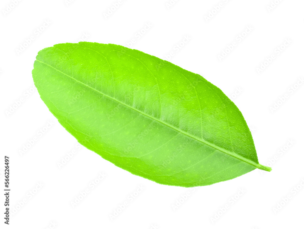 Obraz premium Fresh lime leaves on branch isolated over transparent png
