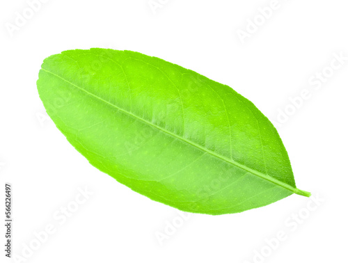 Fresh lime leaves on branch isolated over transparent png