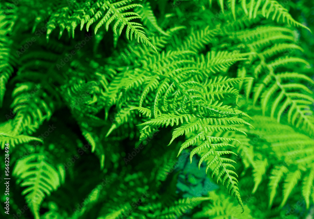 green fern leaves in Bulgarian highlands. Natural fern background. Floral wallpaper