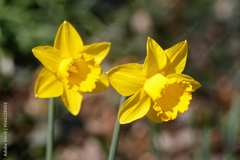 Gelbe Narzissen, Narzissenblüte (Narcissus Pseudonarcissus), Deutschland