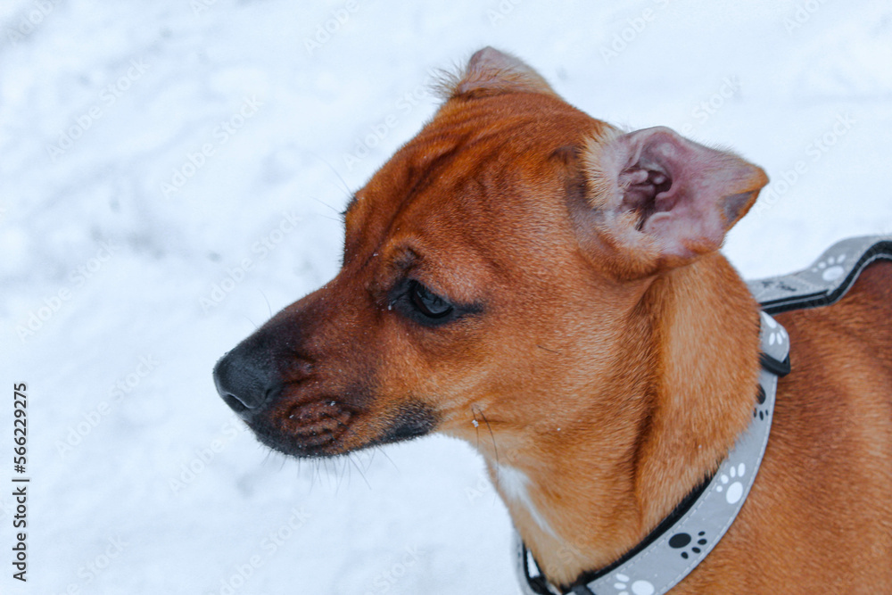 Cute little dog in the snow