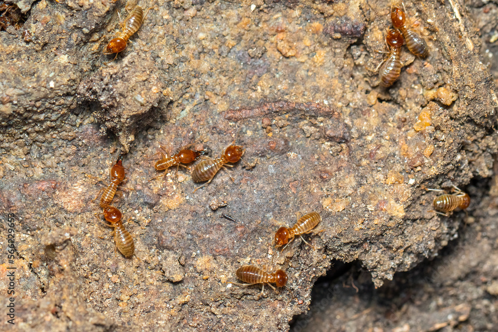 Image of termites are on the ground. Insect. Animal.