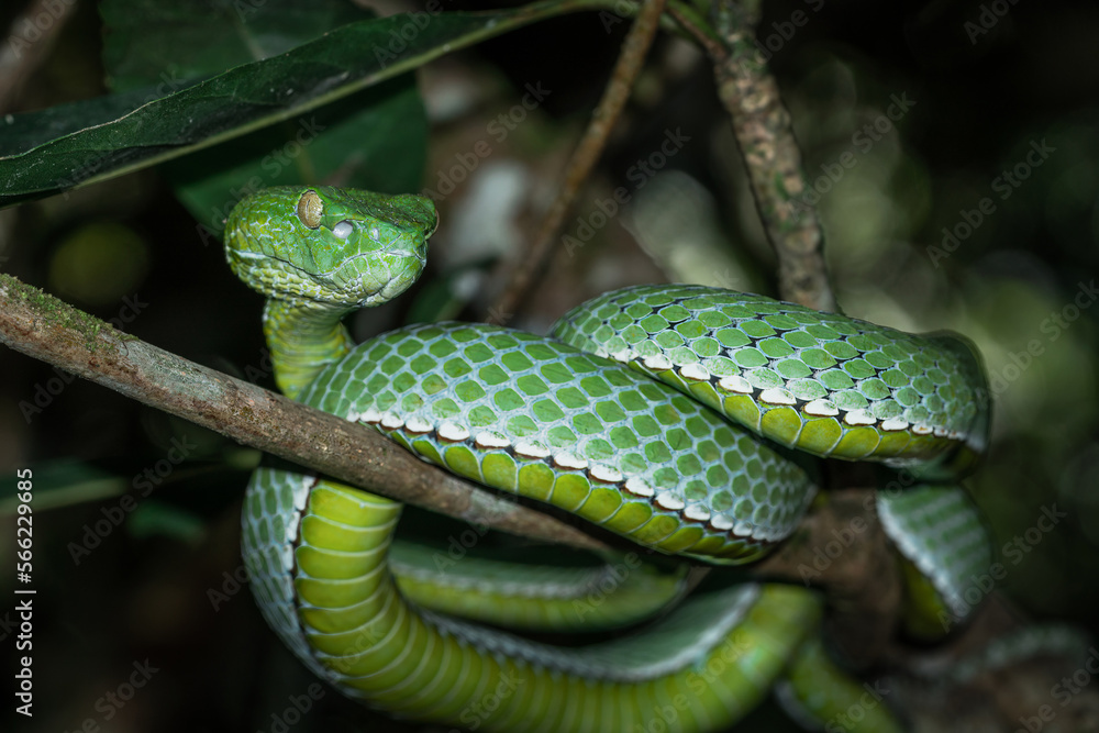 A venomous Vogeli green pit viper lies on a tree branch over the river in Khao Yai National Park, Thailand. Wild nature photography. A venomous Vogeli green pit viper lies on a tree branch over the river in Khao Yai National Park, Thailand. Wild nature photography.