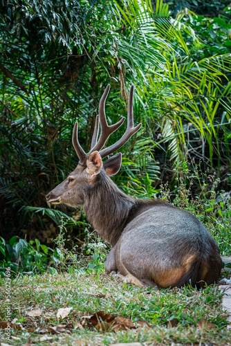 Close up portrait of a male sambar deer at Khao Yai national park, Thailand. Sambar is a large deer living in the Indian Subcontinent, southern China and Southern Asia.