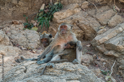 Close-up portrait of Long-Tailed macaque monkeys family grooming, inspecting for bugs. Finding a tick and grooming. Thailand.