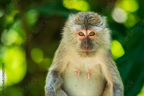 Close up portrait of an adult Long-Tailed monkey or The crab-eating macaque . Thailand. © infocusvideo