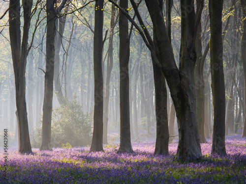 Magical Bluebell Woods